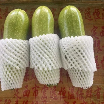 甘肃西葫芦-绿皮的-瓜型好-基地直发-精品西葫芦