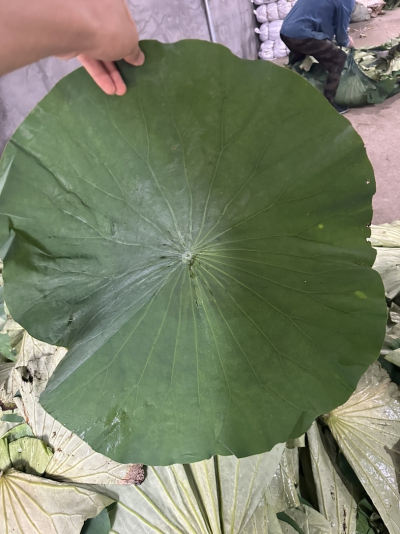 荷叶2025新山东微山湖区荷叶整张荷叶包糯米鸡