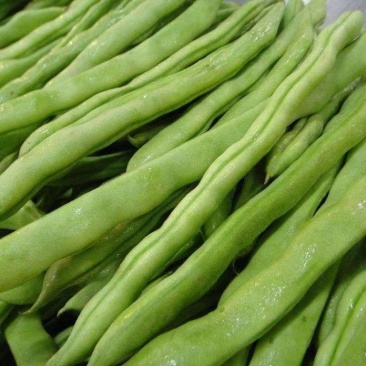 四季豆无筋豆小金豆上市价格优惠，对接市场一件代发欢迎订购