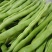 四季豆无筋豆小金豆上市价格优惠，对接市场一件代发欢迎订购
