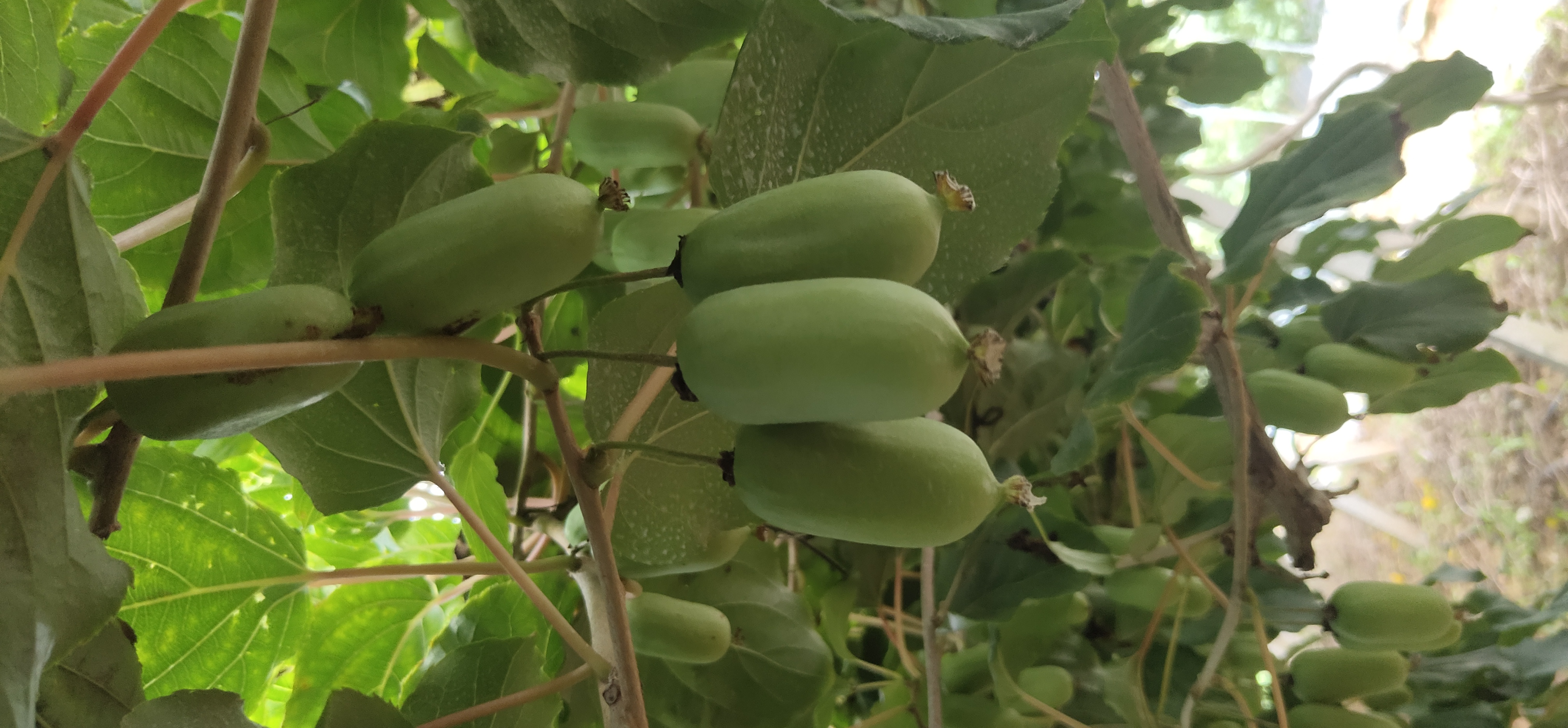 软枣猕猴桃植株与果实特写