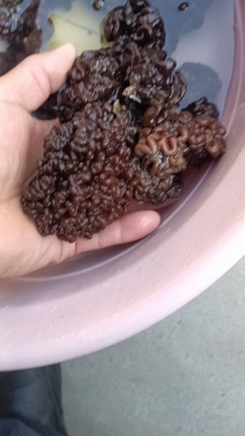 产地猴脑菇，核桃菌玛卡菌松花菌自产自销玛咖菌核桃菌鹿茸菌