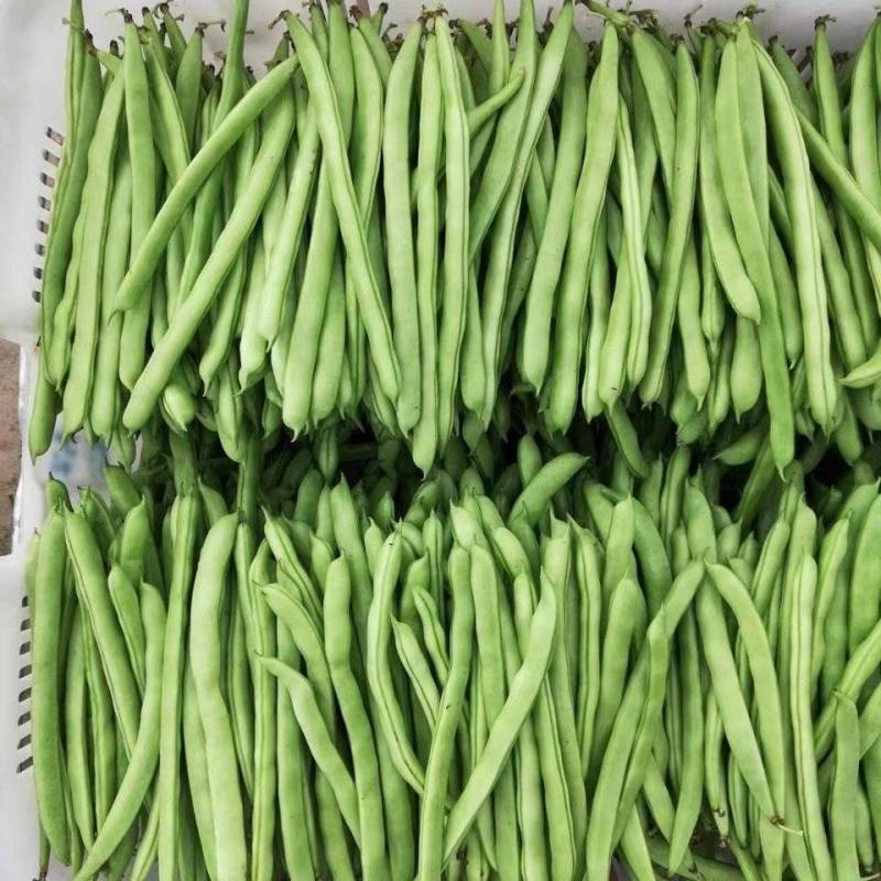 四季豆无筋豆小金豆高山反季节，一件代发，基地直供，欢迎订