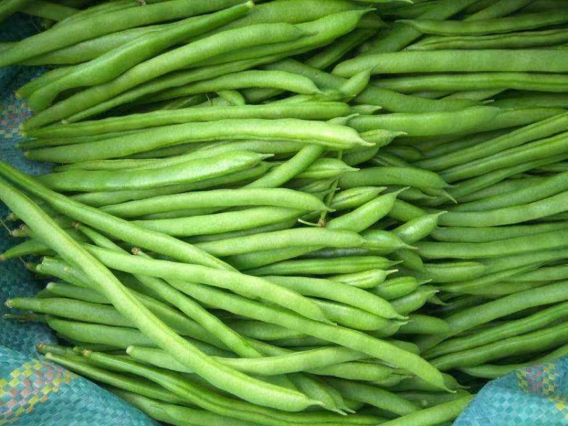 四季豆无筋豆小金豆高山反季节，一件代发，基地直供，欢迎订