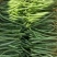 四季豆无筋豆小金豆高山反季节，一件代发，基地直供，欢迎订