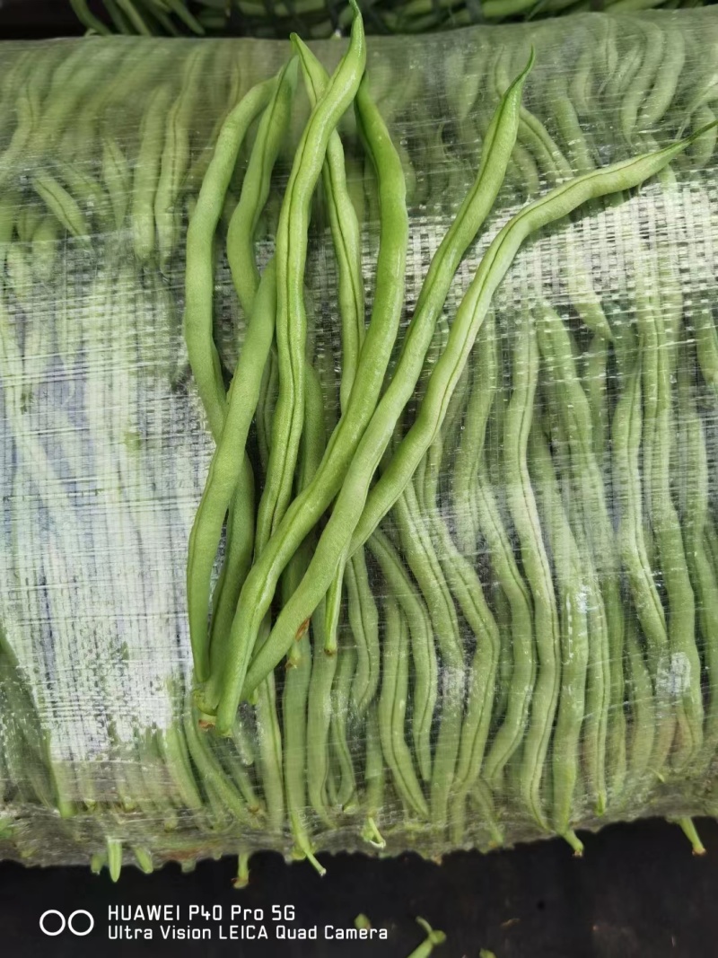 四季豆无筋豆小金豆高山反季节，一件代发，基地直供，欢迎订