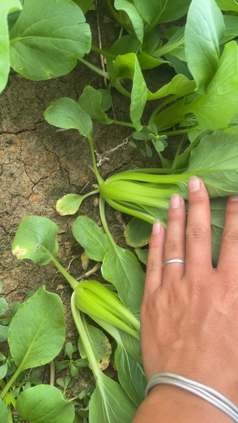 叶菜种植基地常年供货