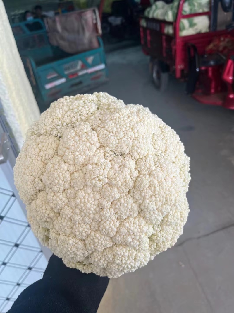 【牛商推荐】甘肃花菜-白菜花-松花菜-白面青梗松花-基地