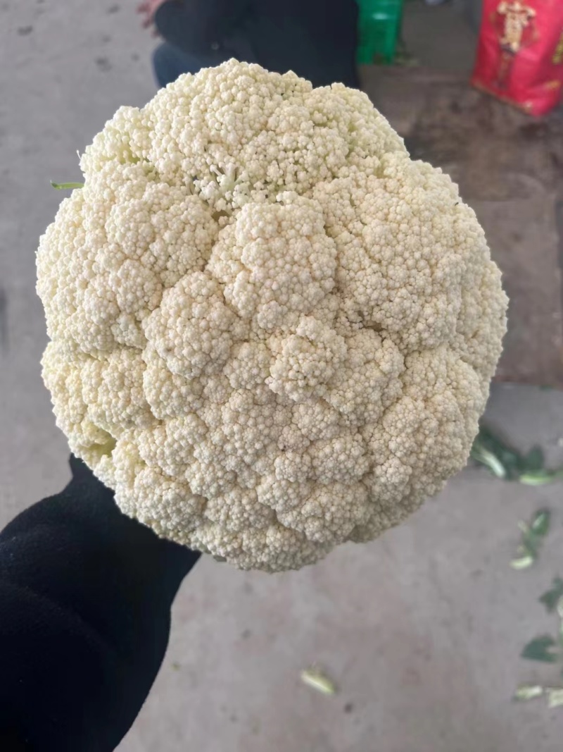 【牛商推荐】甘肃花菜-白菜花-松花菜-白面青梗松花-基地