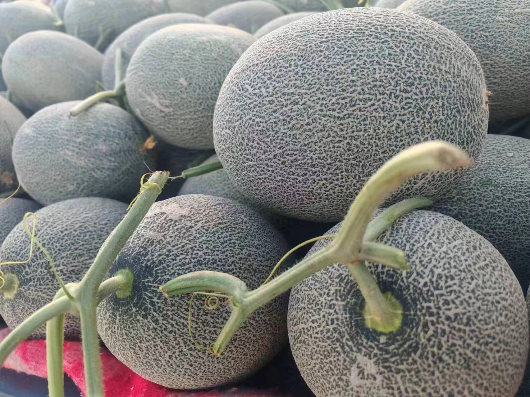 一颗成熟的西州蜜网纹瓜静置于木质托盘上,表面布满均匀细密的棕褐色网状纹路,瓜体呈浅米黄色,一端带有新鲜绿色瓜蒂;背景为自然光照射下的田园农场环境,突出产品的新鲜与高品质感 西州蜜网纹瓜特写