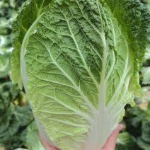 黄心白菜，高山白菜现采现装保质保量欢迎订购