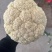 【牛商推荐】甘肃花菜-白菜花-松花菜-白面青梗松花-基地