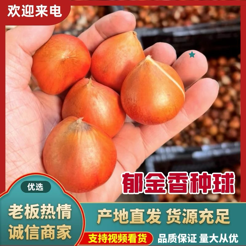 22个对版郁金香倾城发售，品质好！色泽饱满🎈🎈🎈