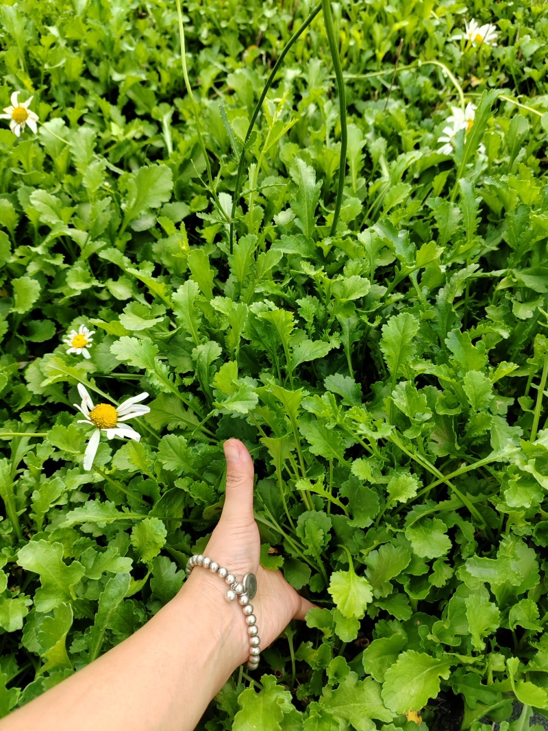 大滨菊基地批发，大滨菊大杯，大滨菊小杯，大滨菊工程苗
