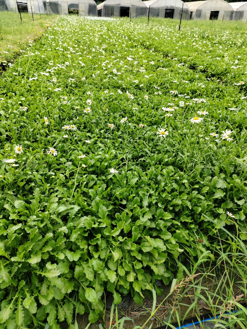 大滨菊基地批发，大滨菊大杯，大滨菊小杯，大滨菊工程苗