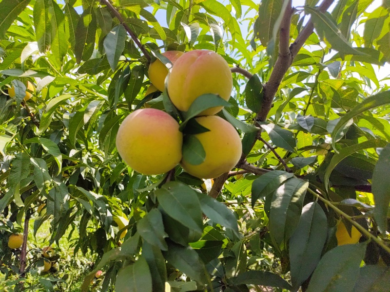 黄桃（锦绣黄桃）