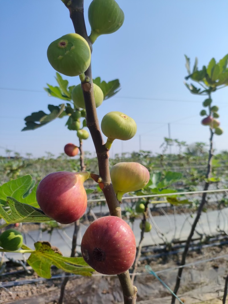 精品无花果产地直销市场货电商货大量供应