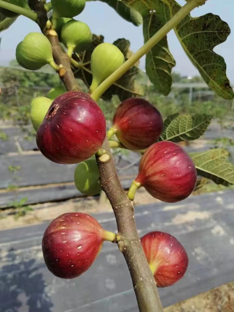 精品无花果产地直销市场货电商货大量供应