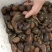 水蛭苗宽体金线蛭活体卵茧蚂蝗，厂家孵卵基地。欢迎来电