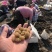 水蛭苗宽体金线蛭活体卵茧蚂蝗，厂家孵卵基地。欢迎来电