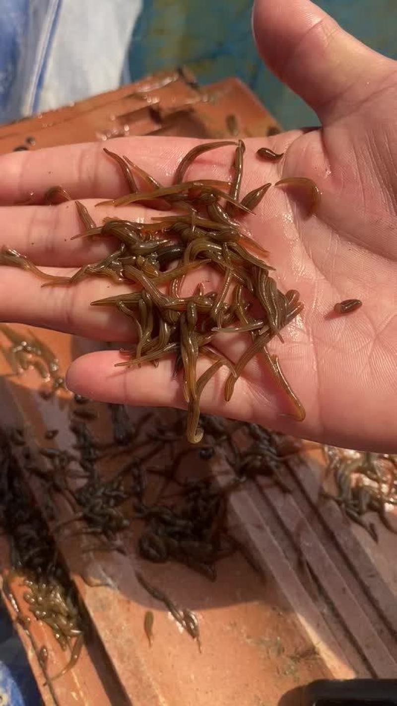 水蛭苗宽体金线蛭活体卵茧蚂蝗，厂家孵卵基地。欢迎来电
