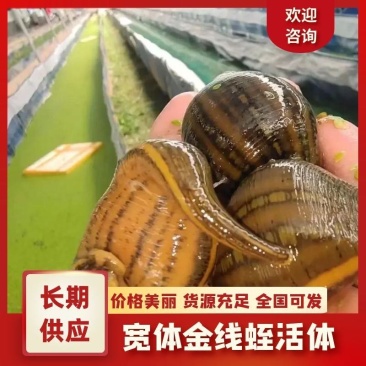 水蛭苗宽体金线蛭活体卵茧蚂蝗，厂家孵卵基地。欢迎来电