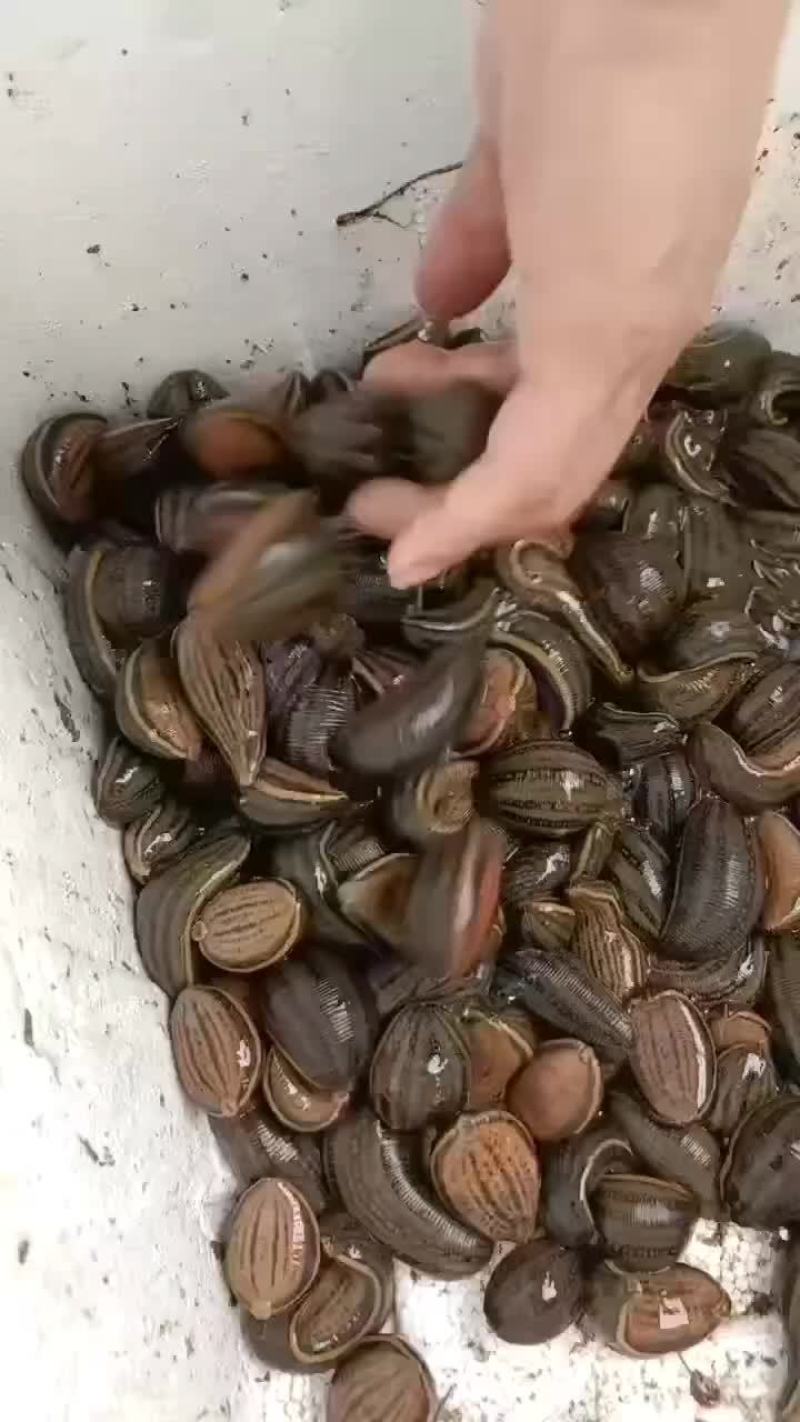 水蛭苗宽体金线蛭活体卵茧蚂蝗，厂家孵卵基地。欢迎来电