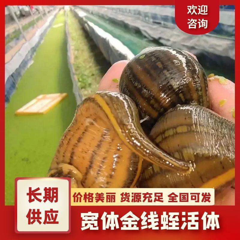 水蛭苗宽体金线蛭活体卵茧蚂蝗，厂家孵卵基地。欢迎来电