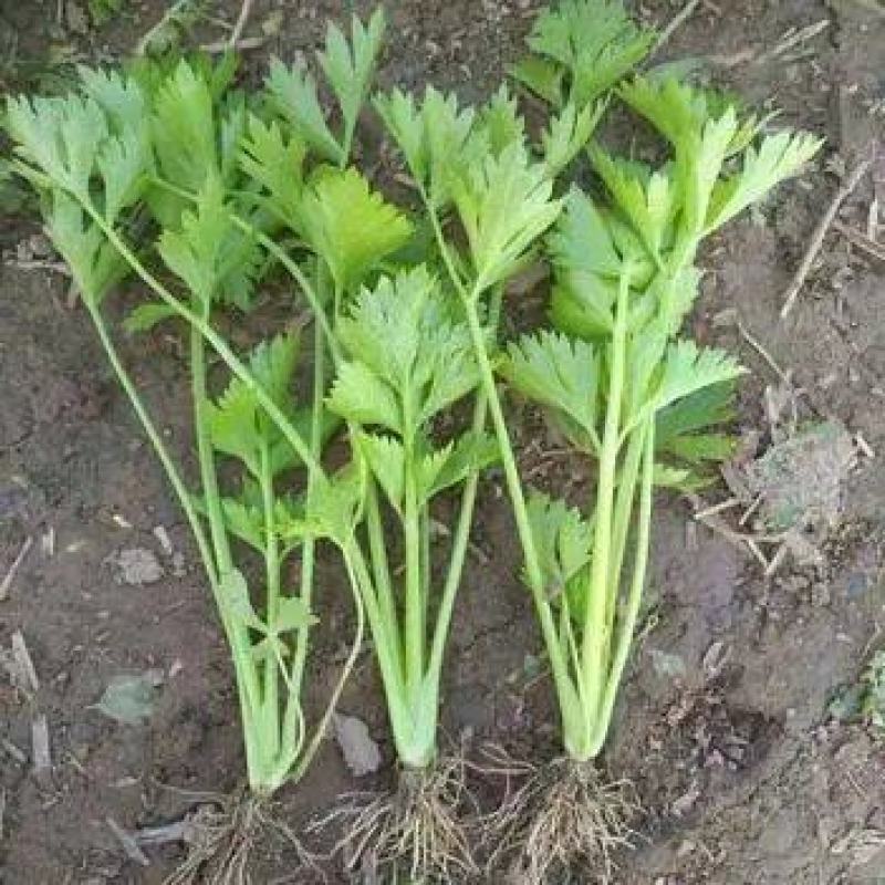 出售法国皇后优质芹菜苗