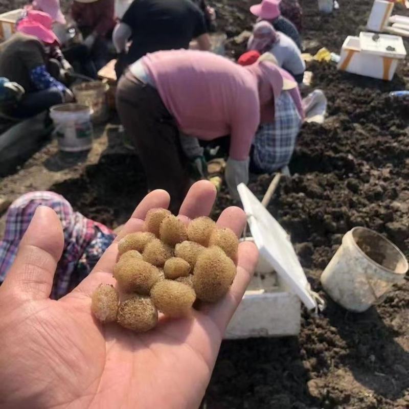 水蛭苗宽体金线蛭活体卵茧蚂蝗，厂家孵卵基地。欢迎来电