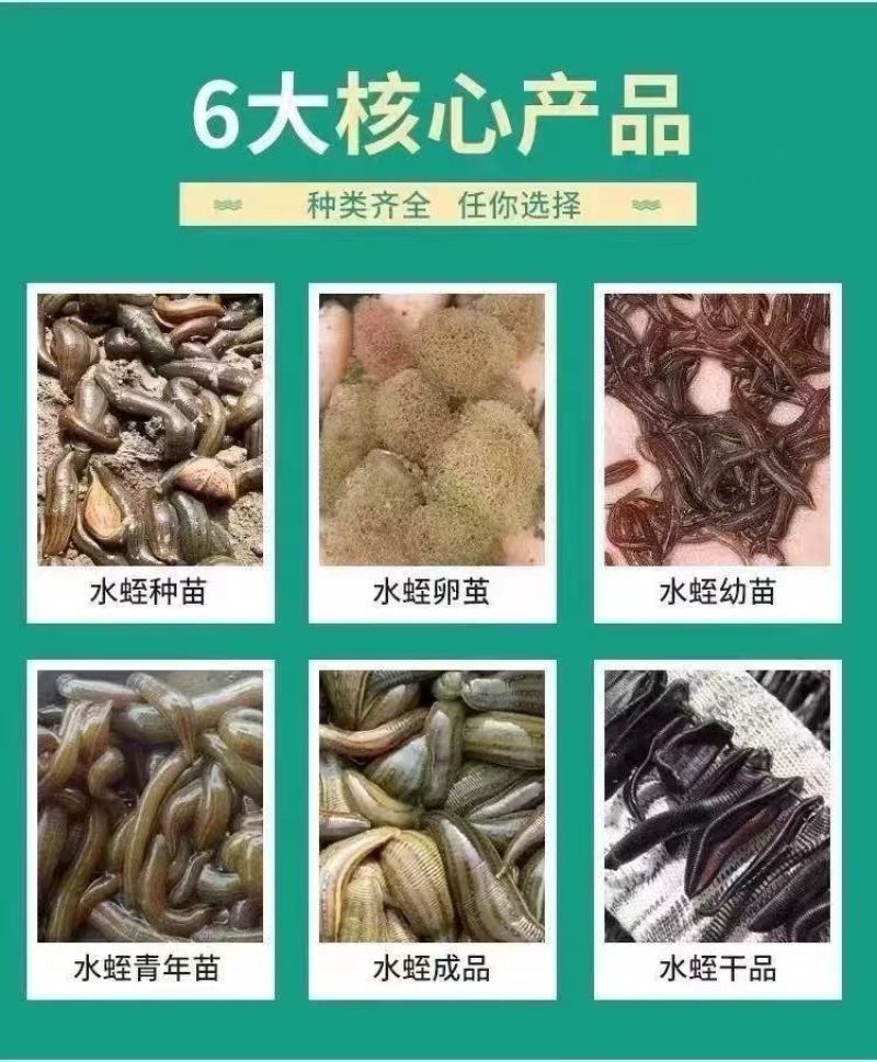 水蛭苗宽体金线蛭活体卵茧蚂蝗，厂家孵卵基地。欢迎来电