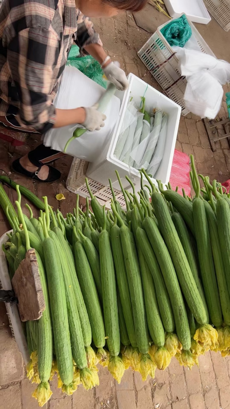 山东聊城莘县万亩基地大量供应鲜花丝瓜，欢迎新老客户前来选
