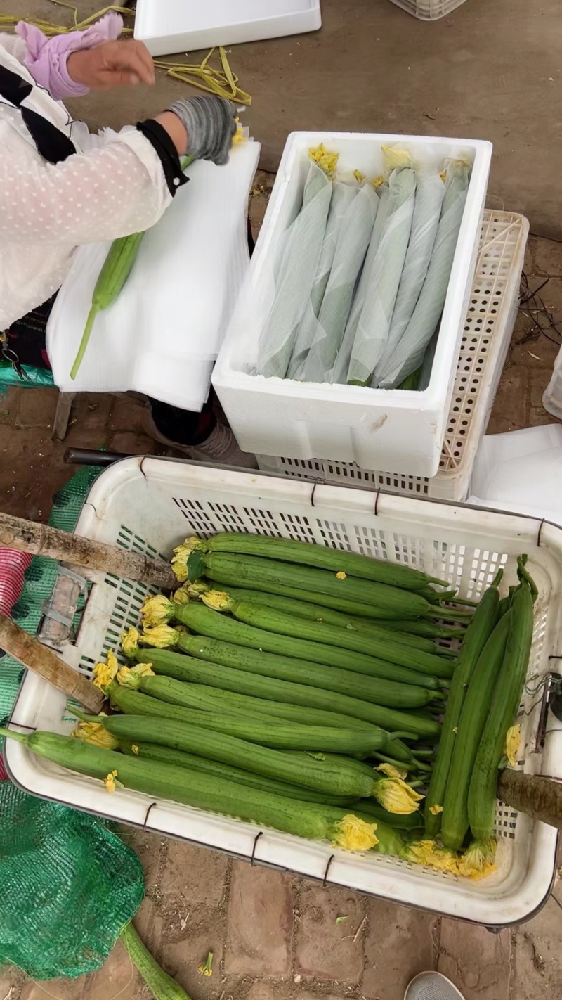 山东聊城莘县万亩基地大量供应鲜花丝瓜，欢迎新老客户前来选
