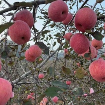 山东红富士苹果