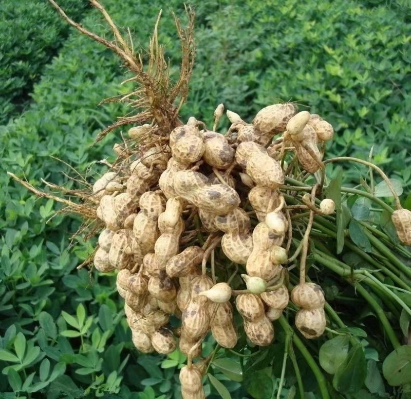 河南商丘花生鲜花生白沙花生沙地花生产地直发大量供货