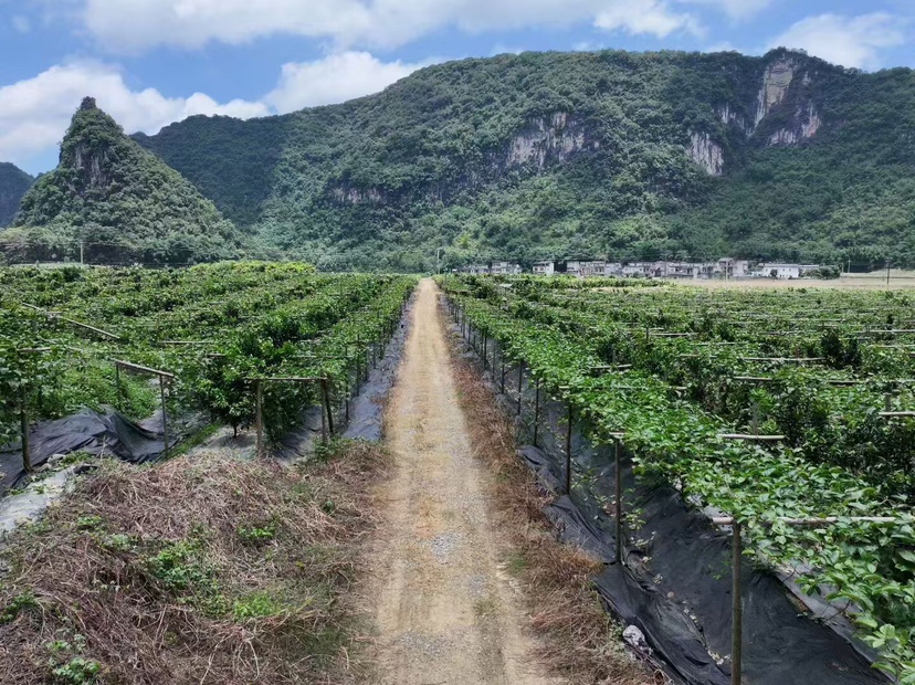 黄金百香果苗圃全景