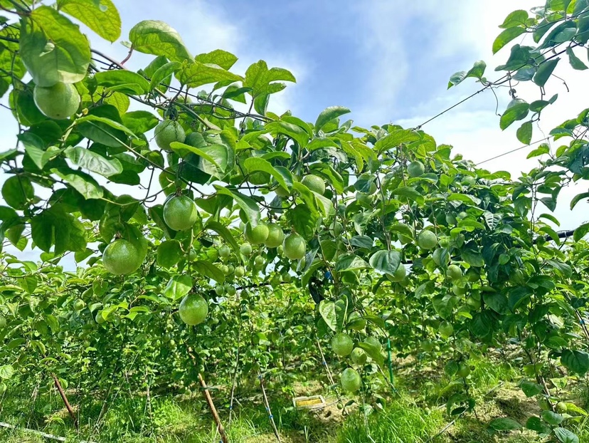 黄金百香果催熟方法示意图