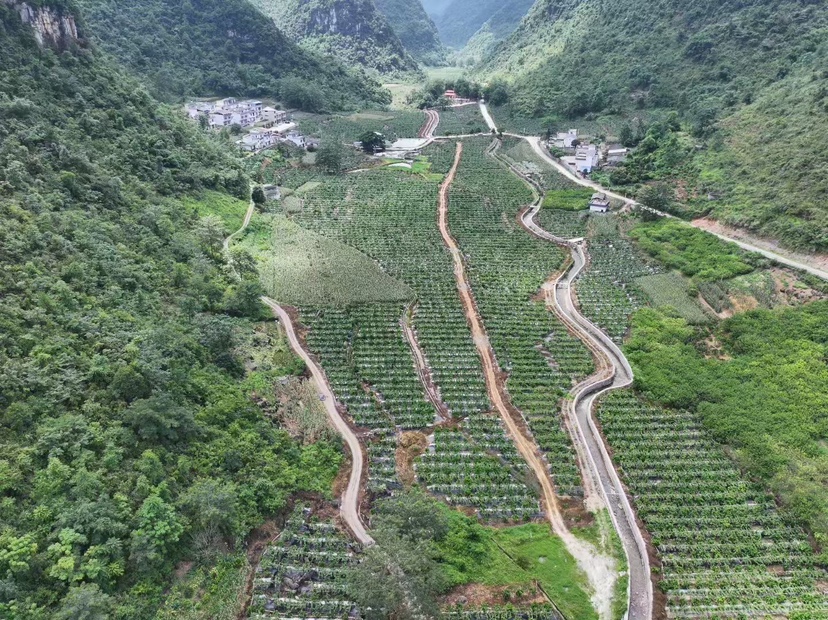 云南文山州砚山县高山基地,技术人员正在为3年生黄金百香果植株覆盖双层保温材料:内层白色无纺布紧贴枝蔓,外层透明PE膜呈拱棚状撑起,地面铺有湿润稻草堆正冒白烟,远处可见黄色粘虫板随风轻摆,温度计显示环境温度6.2℃ 黄金百香果秋冬季低温黄化防护现场