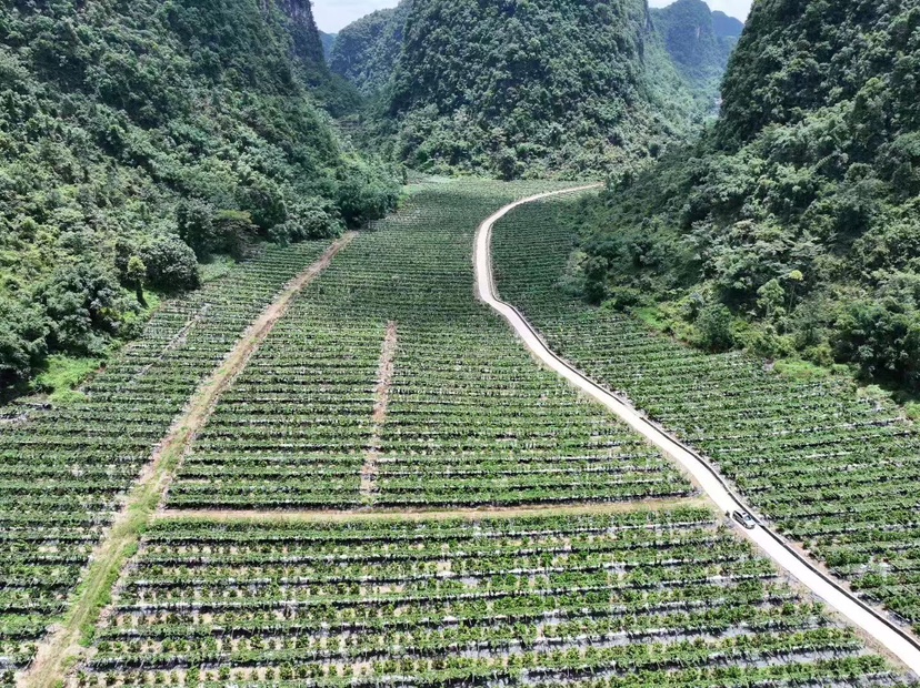 融安金桔果园航拍图