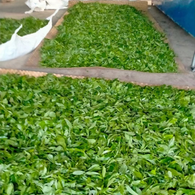 普洱古树大叶茶