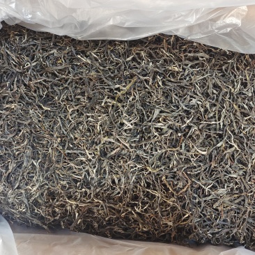 普洱古树大叶茶