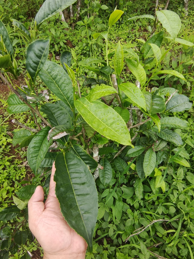 普洱古树大叶茶