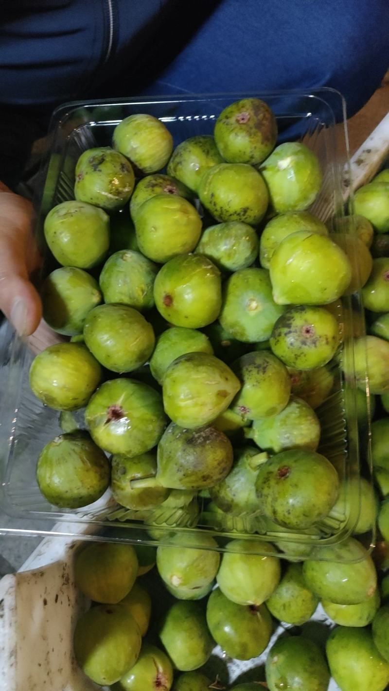 威海荣成青皮无花果，鲜无花果产地直发品质保证