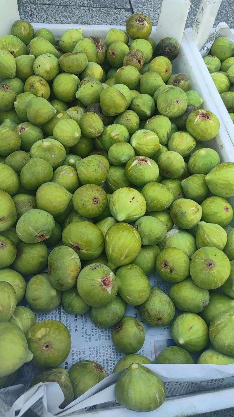 威海荣成青皮无花果，鲜无花果产地直发品质保证