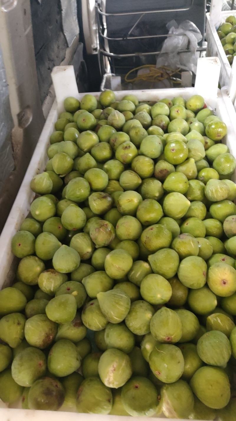 威海荣成青皮无花果，鲜无花果产地直发品质保证