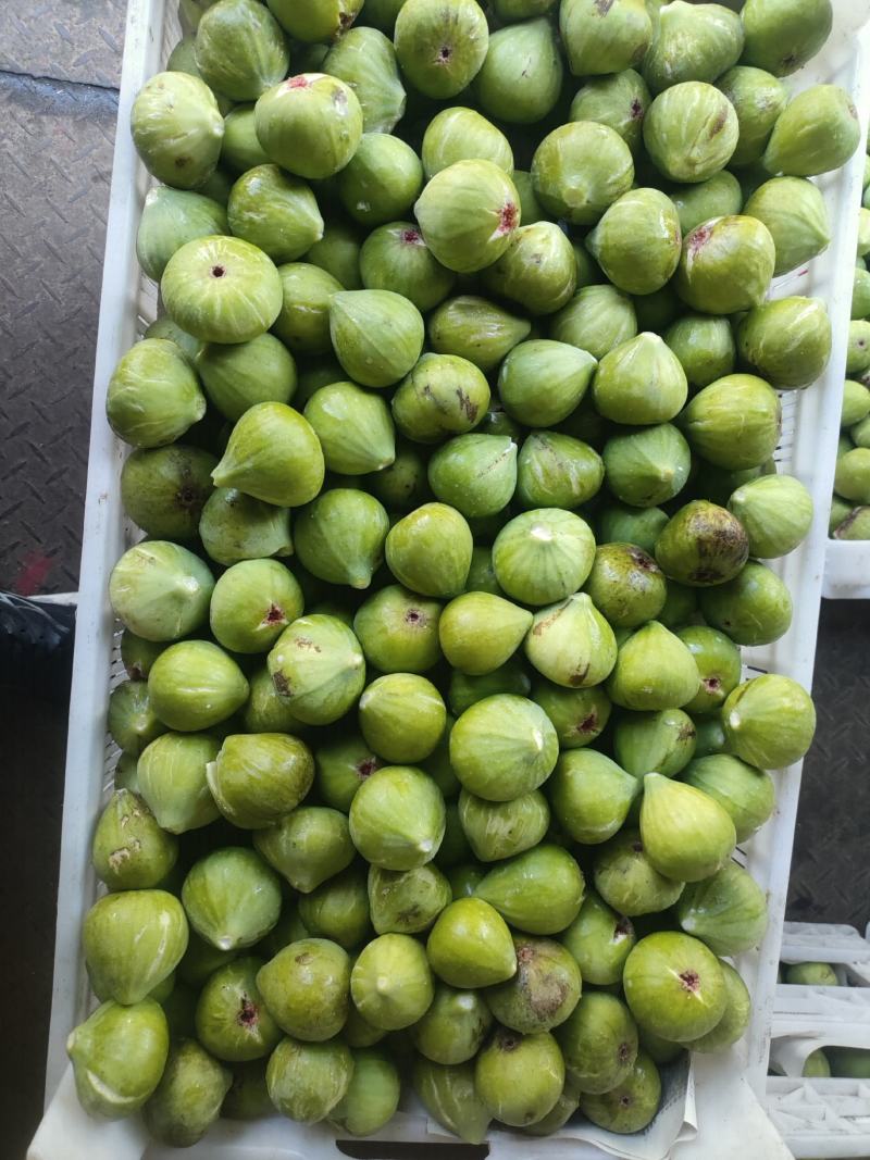 威海荣成青皮无花果，鲜无花果产地直发品质保证