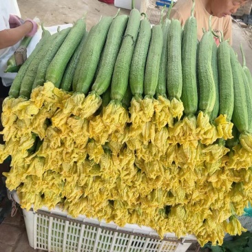 山东聊城莘县万亩基地大量供应鲜花丝瓜，欢迎新老客户前来选