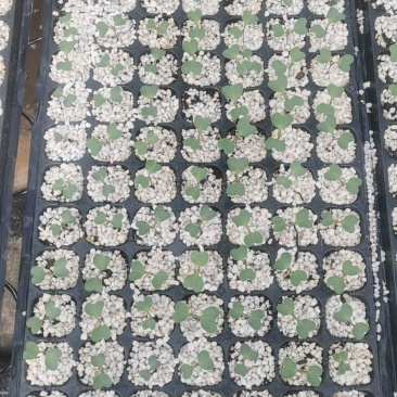 预售西兰花苗8.20左右出苗