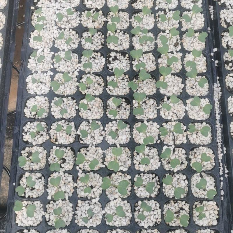 预售西兰花苗8.20左右出苗
