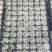 预售西兰花苗8.20左右出苗